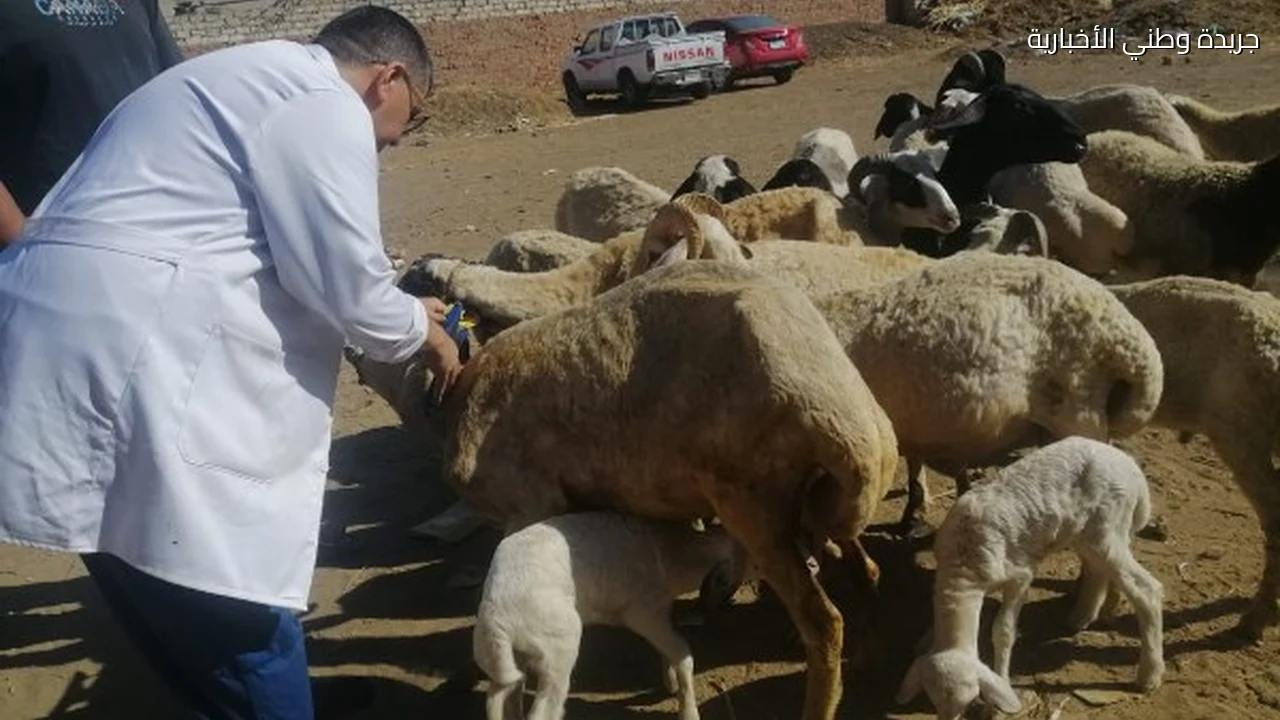 الكشف وتقديم العلاج لـ 1600 طائر ورأس ماشية في قافلة بيطرية بالغربية
