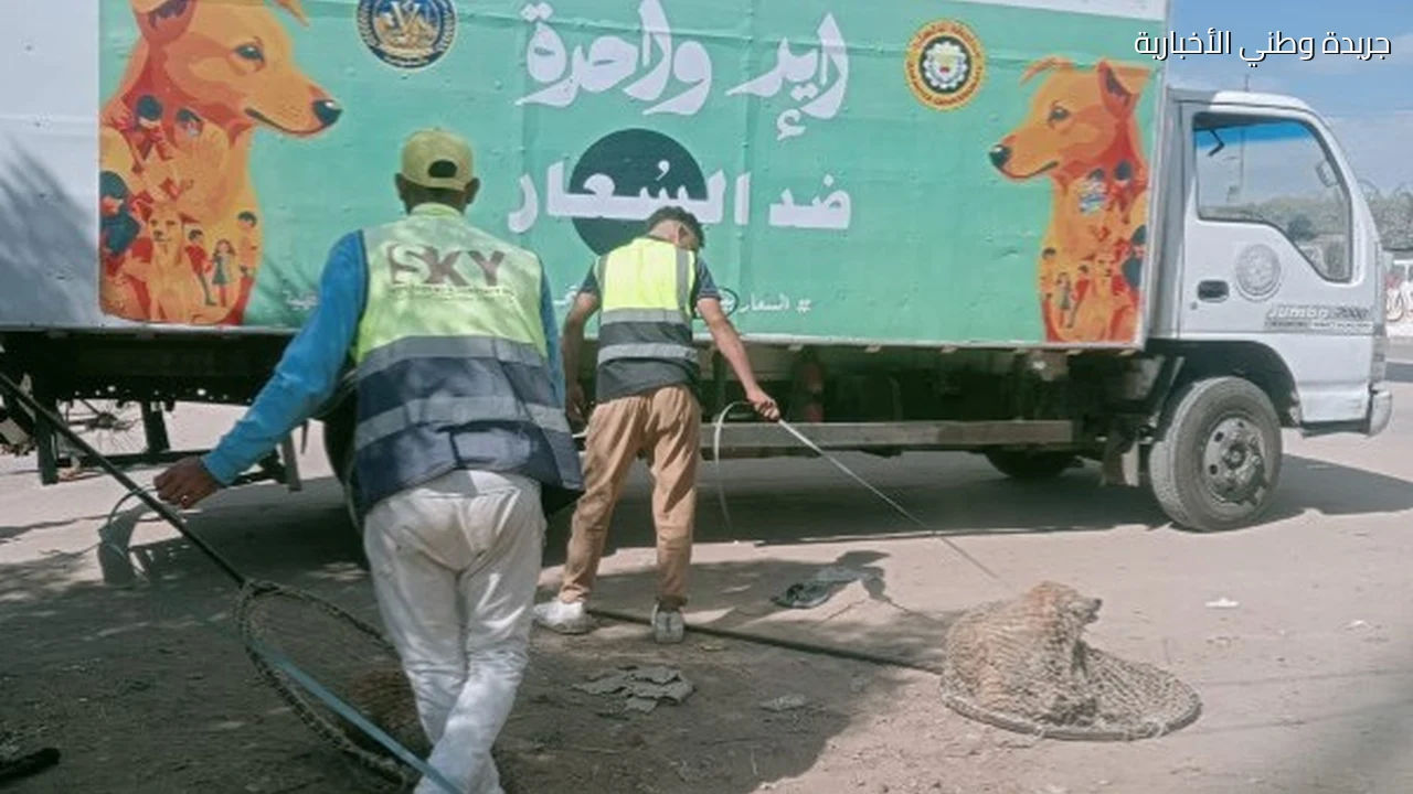 خط ساخن وأماكن للإيواء وتحصين الكلاب الضالة في سوهاج والدقهلية